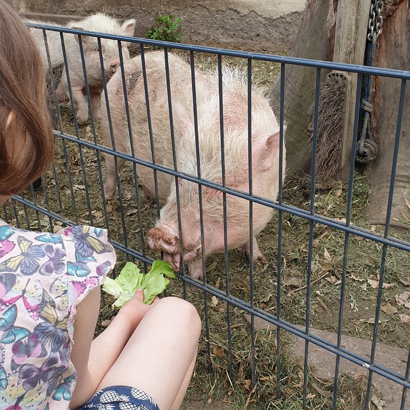 Kind füttert ein Schwein mit Salat durch einen Zaun