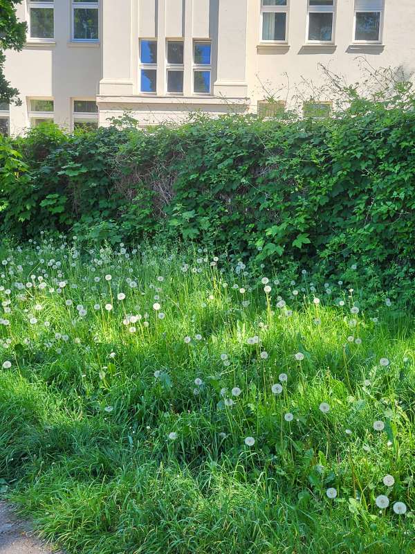 Eine Wiese mit Pusteplumen