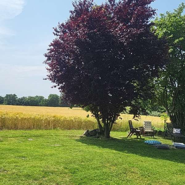 Garten direkt am Weizenfeld